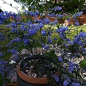 BALDUR-Garten Immergrüne Säckelblume Ceanothus 'Trewithen Blue', 1 ...